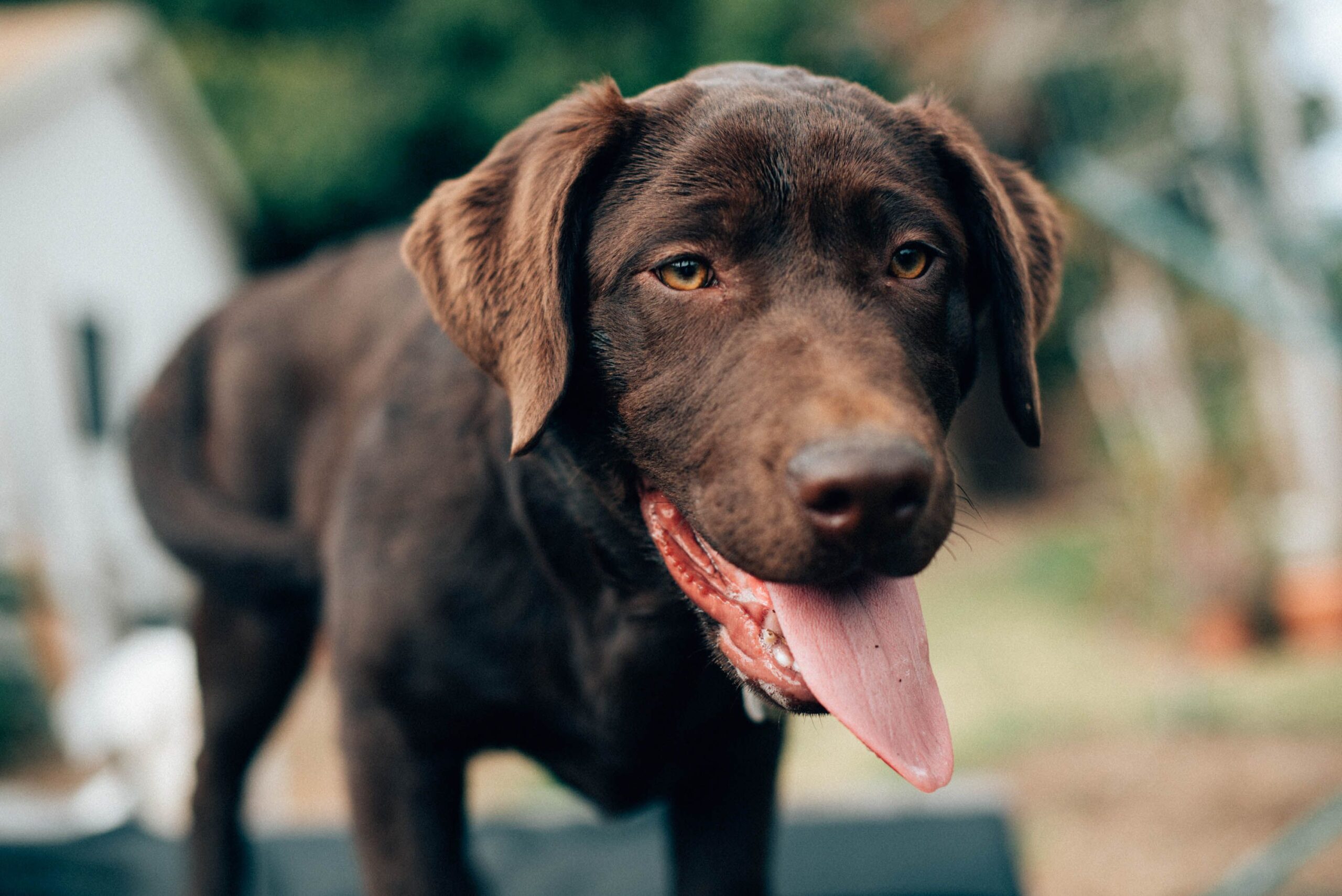 ChatGPT Labrador